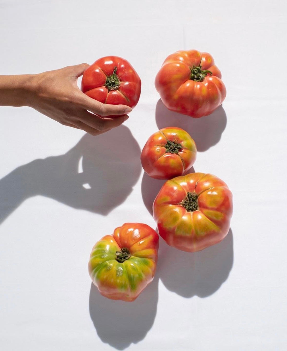 The Time for Tomatoes is Now